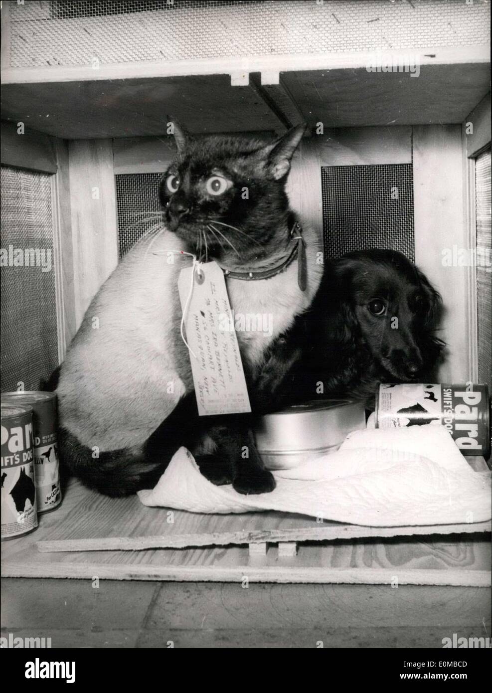 Jun. 03, 1954 - Only a fellow-traveler: Not like dog and cat but as friendly fellow travelers the cat Miezi and the dog Doxy left in freight-box the airport of Munich-riem for New York Stock Photo