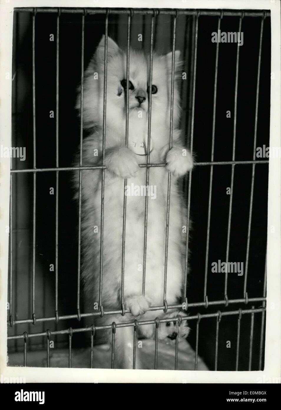 Jul. 30, 1954 - Kensington kitten and Neuter Cat Show. Kitten on the cage.: Photo shows ''Bonavia Kutekit Paul'' - a Chinchilla Stock Photo