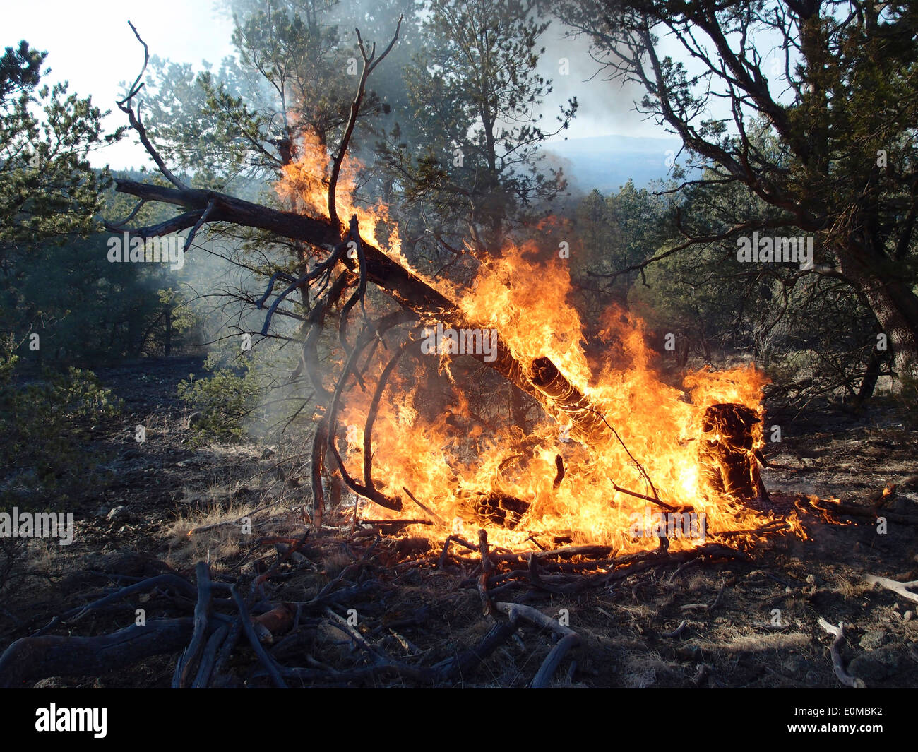 Juniper fire (forest or tree) hires stock photography and images Alamy