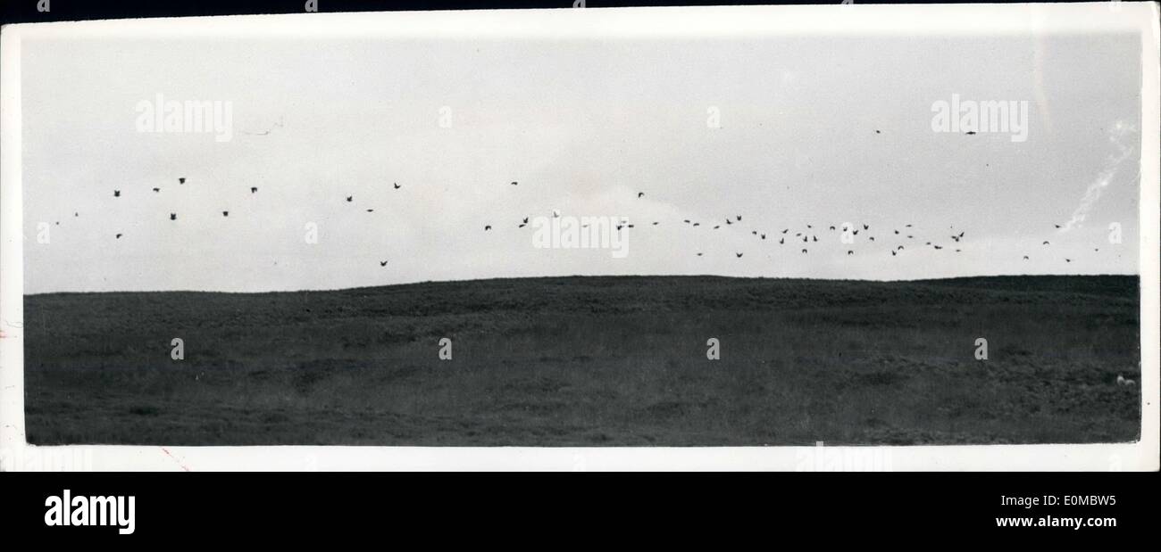 Aug. 08, 1954 - ''The glorious twelfth'' Opening of Grouse shooting season: Yesterday was ''The Glorious Twelfth'' and Lord Swinton's party-five guns in all-were at Pott Moor, Grimes Ghill, Yorkshire. Photo shows A good covey of grouse seen during the shoot. Stock Photo