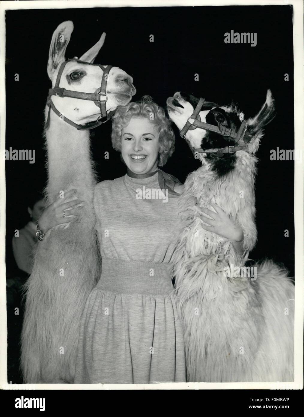 Aug. 08, 1954 - west end Mannequins rehearses for Circus Fashion Parade.: A number of West end Mannequins were to be seen at Chipper field's Circus - black sabbath this morning - rehearsing for their forthcoming fashion parade - midst the animals. Photo shows nineteen year old Ann Gifkins of Raindam makes friends with tow of the Llamas at the Circus in readiness for he display this morning. they are ''Lizzie'' on left and ''Mickie' Stock Photo
