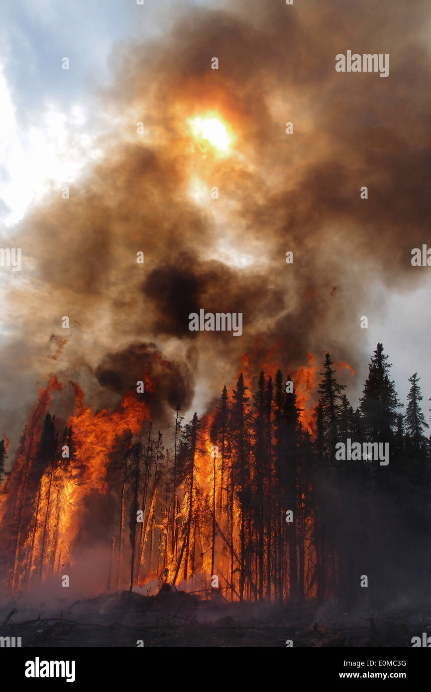 Black smoke from torching Black Spruce trees blocks the sun on the Hastings Fire near Fairbanks, Alaska, July 2011 Stock Photo
