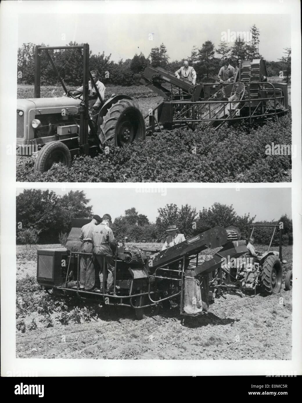 Aug. 08, 1954 - Something New in Potato Harvesters. A newtype of potato harvester which has taken 14 years to develop is to be mass produced in Britain. Invented by Mr. P.J. Packman, the harvester works on a completely new principle of soil separation and potato collection, sntirely avoiding the use of chain belt and sprockets. Handling of the crop is gentle emloying rubber ''fingers'', and the machine has a rubber separation carpet. Five tons of soil are handled every minute. The harvester would allow a farmer to lift his crop with his own permanent staff instead of hiring extra pickers Stock Photo