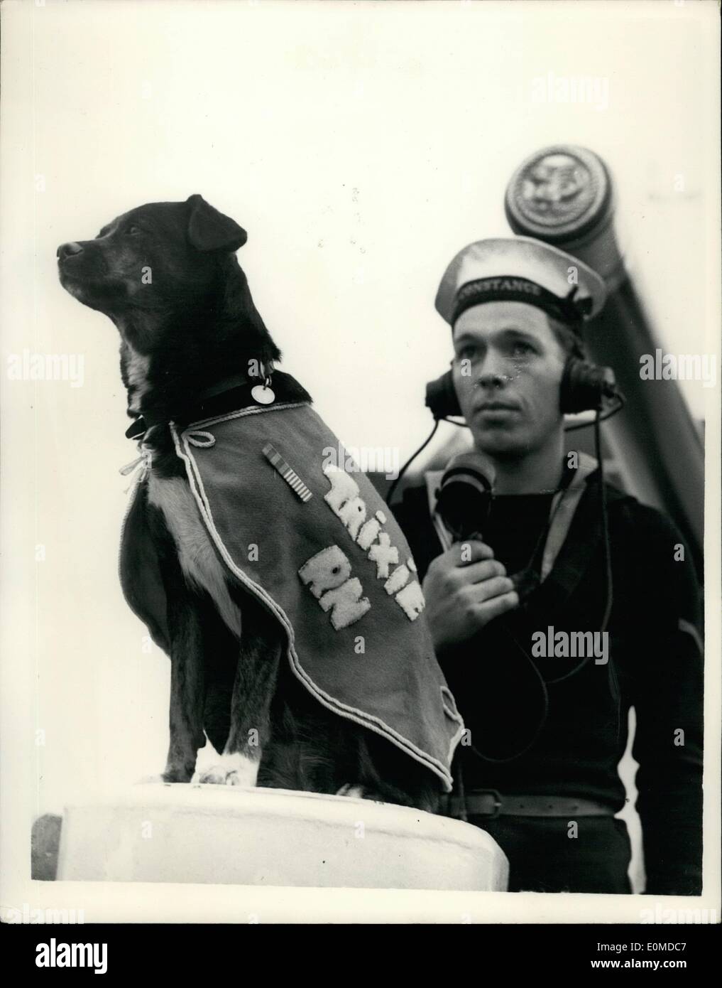 Oct. 10, 1954 - ''Redjacket Trixie R.N.'' Sails In - Wearing Medals..Stray Puppy Who Saw Service In Korea.. Included in the crew of the British destroyer H.M.S. Constance which arrived at Chatham after 8 years foreign service was ''Trixie'' R.N. who was taken abroad the vessel as a mascot - a stray starving puppy in Japan two years ago. A whip round among the crew produced more than twice the Pound 26 needed to pay for her six months quarantine in Britain. Trixie's shipmates will visit her in turn for an long as service duties permit.. Stock Photo