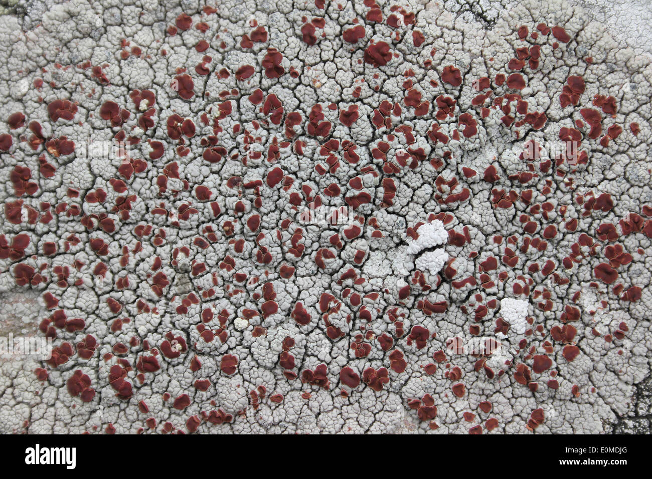 Lichen Ophioparma ventosa f. ventosa Stock Photo