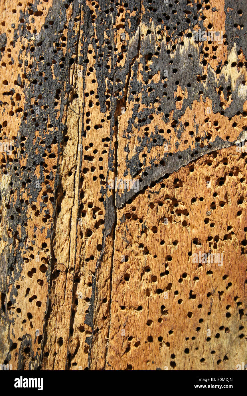 Beetle Holes In Tree Trunk Stock Photo