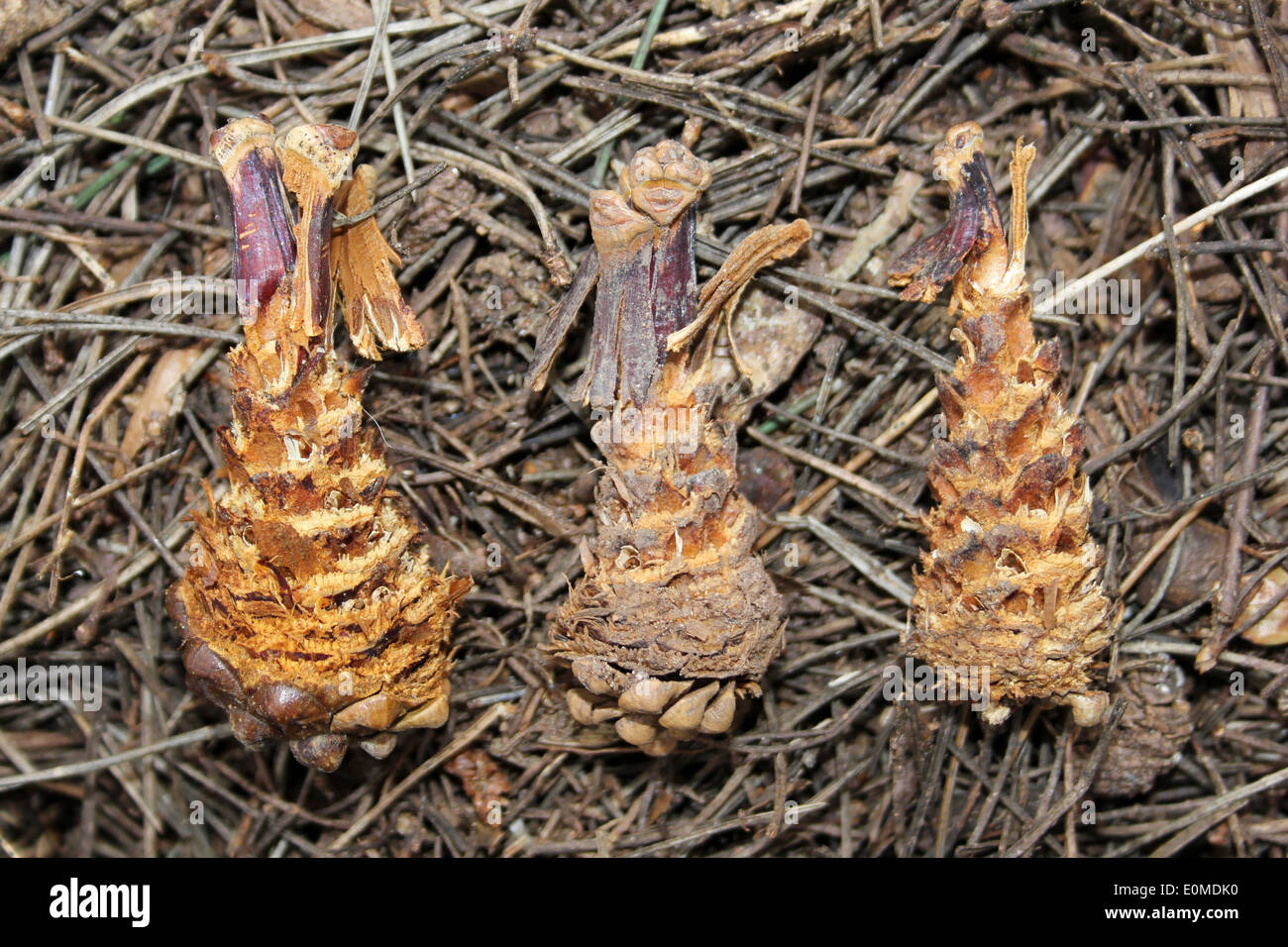 Pine Cones Eaten By Grey Squirrel Sciurus carolinensis Stock Photo Alamy