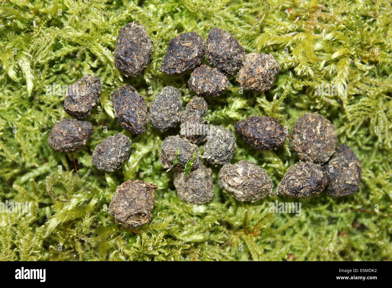 Grey Squirrel Sciurus carolinensis Droppings Stock Photo - Alamy