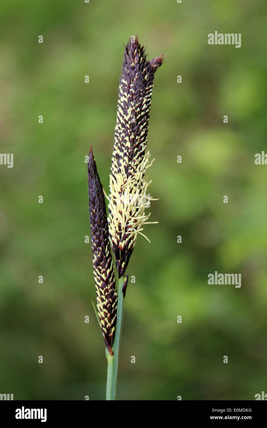 Common Sedge Carex nigra Stock Photo