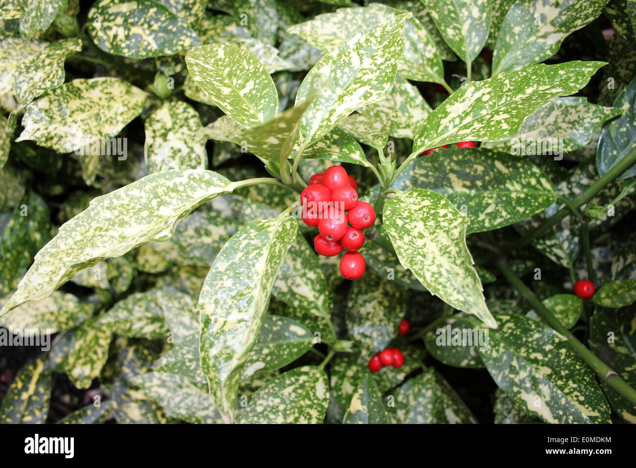 Bright Red Berries On Spotted Laurel Aucuba japonica Stock Photo