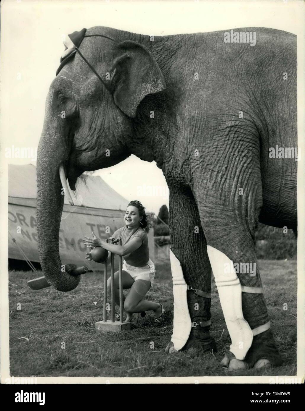 Sep. 22, 1954 - Jenny just misses a six. The cricketing star of the Mills Circus.: An elephant never forgets even though she does miss the ball sometimes. This is Jenny the famous Bertram Mills Cricketing elephant now on a visit to Bournemouth with the rest of her act. Stock Photo