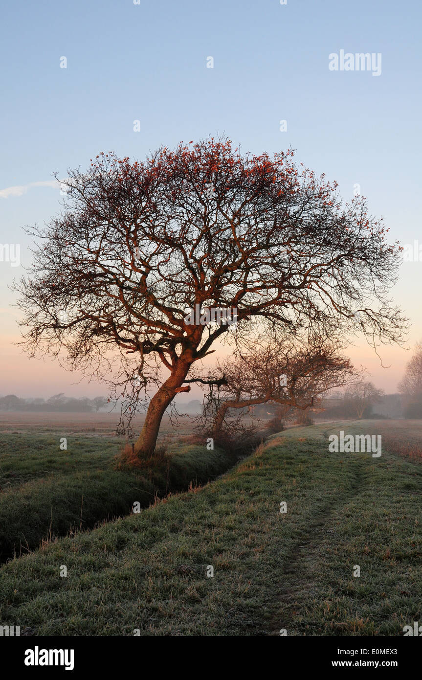 Rising sun on windblown Oak trees. Quercus robur. Frosty December