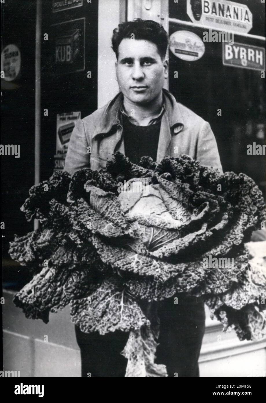 Dec. 12, 1954 - What a Cabbage!. This giant cabbage was grown by French farmer at Doullens, near Amiens. It Weighs 18 lbs. and measures 1 meter 60 in circumference. Stock Photo