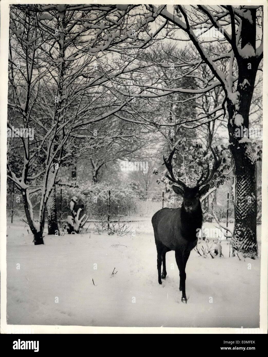 Feb. 25, 1955 - The Reindeer is happy- In the shows at chester zoo. Photo shows ''Wappy''-a Wapiti type reindeer appears to be Stock Photo