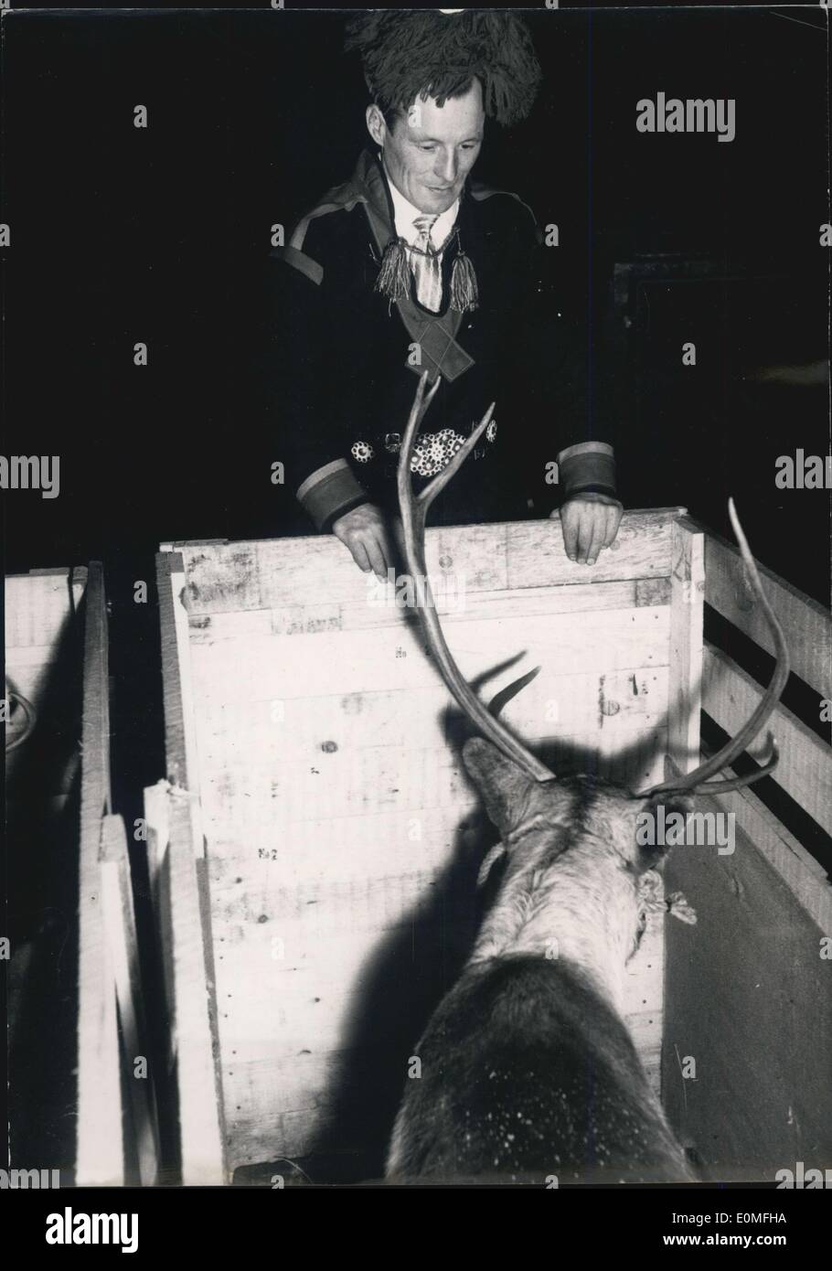 Dec. 15, 1954 - From North Pole to South Pole: Thirty-year old Dimunitive Lap Sheperd Yonnick Takes an Affectionate look at one Stock Photo