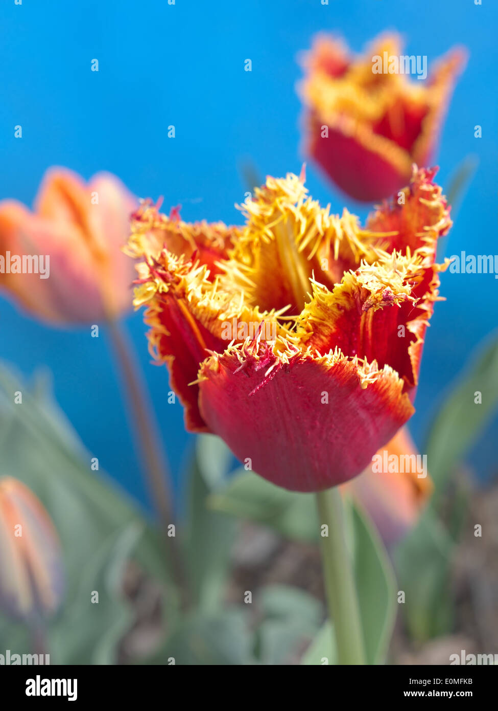 Red and yellow tulips shot on blue background Stock Photo