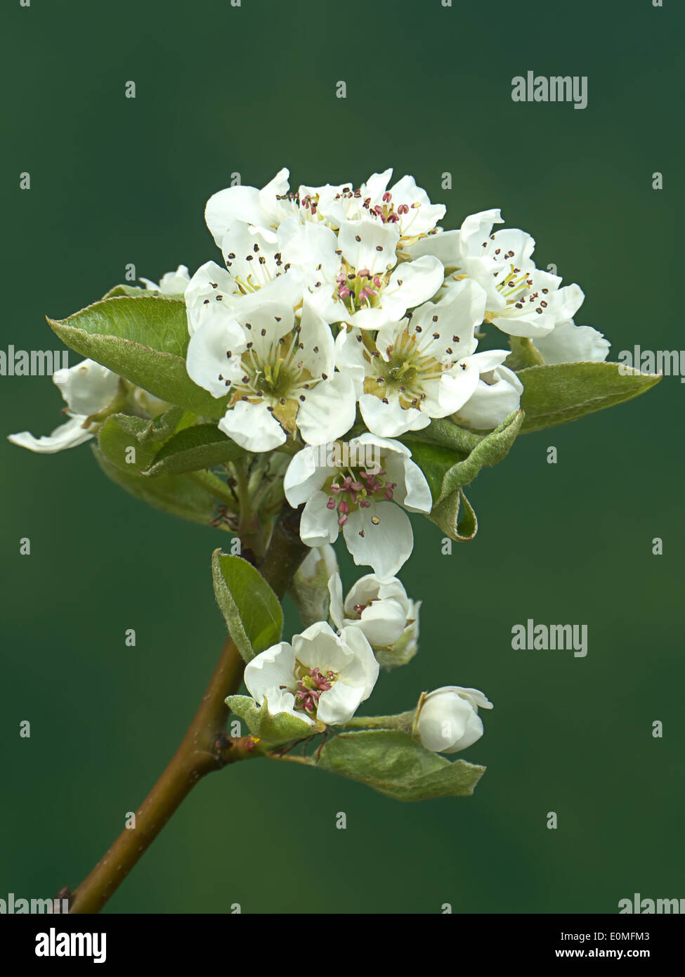 Closeup of pear tree with blooming flowers Stock Photo