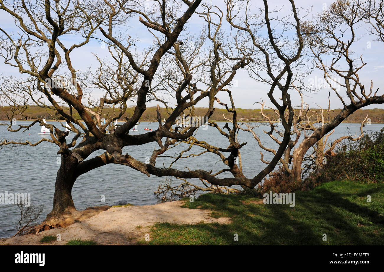 Coastal subsidence. Oak trees, Quercus robur) slipped into the sea at