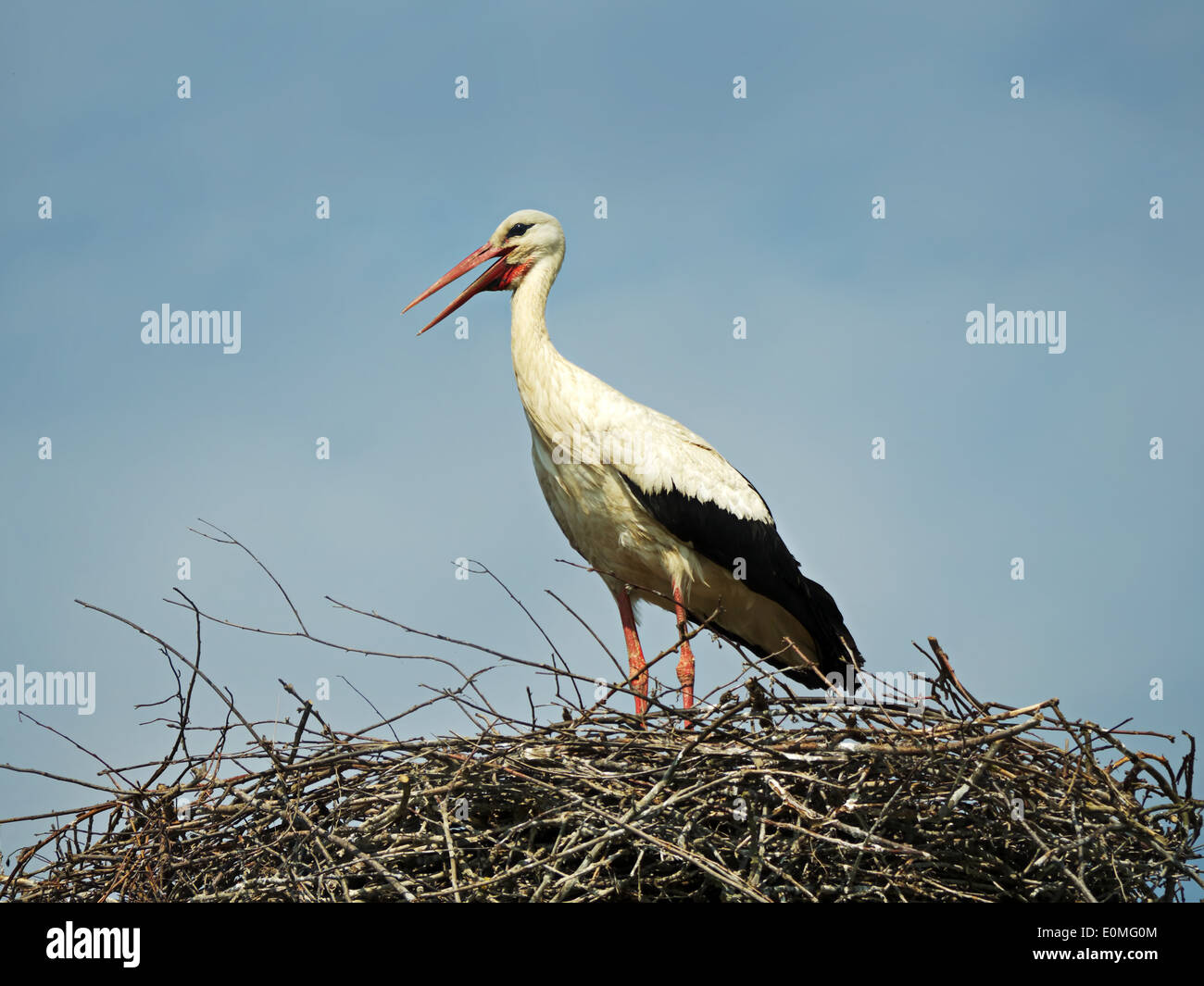 White stork in its nest over blue sky Stock Photo