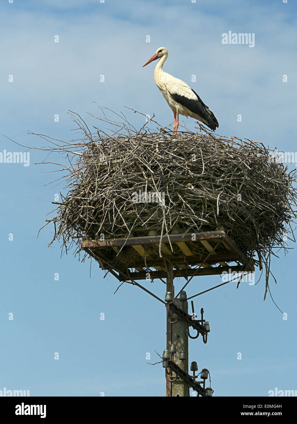 White stork in its nest over blue sky Stock Photo