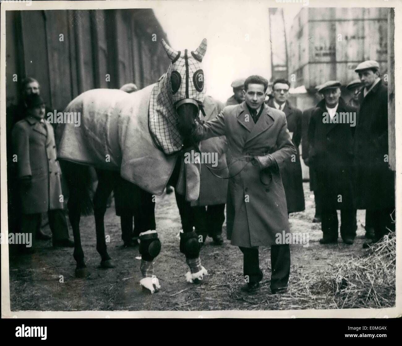 Jan. 01, 1955 - LANDAU GOLD ABOARD - BOUNDFOR AUSTRALIA. The queen's racehorse, LANDAU, which was sold to Australian, Mr. E.A. Underwood for 21,000 - this morning went aboard the Port Fremantle, at King George V Dock, London, KEYSTONE PHOTO SHOWS:- LANDAU seen with apprentice CLIFFORD LINES,19 - who will ccompany the hords to Australia - seen at King George V Dock, London this morning. Stock Photo