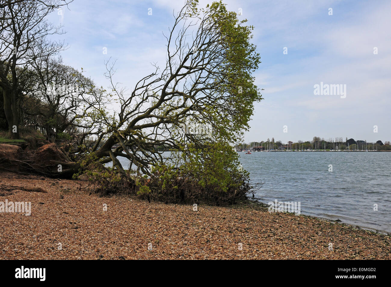 Storm damage. Oak tree Quercus robur blown down by strong wind. Saltern