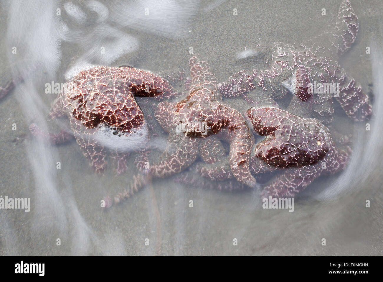 A group of starfish cling to unseen rock as the waves attempt to pull them out to sea, Oregon, USA (Pisaster ochraceus) Stock Photo