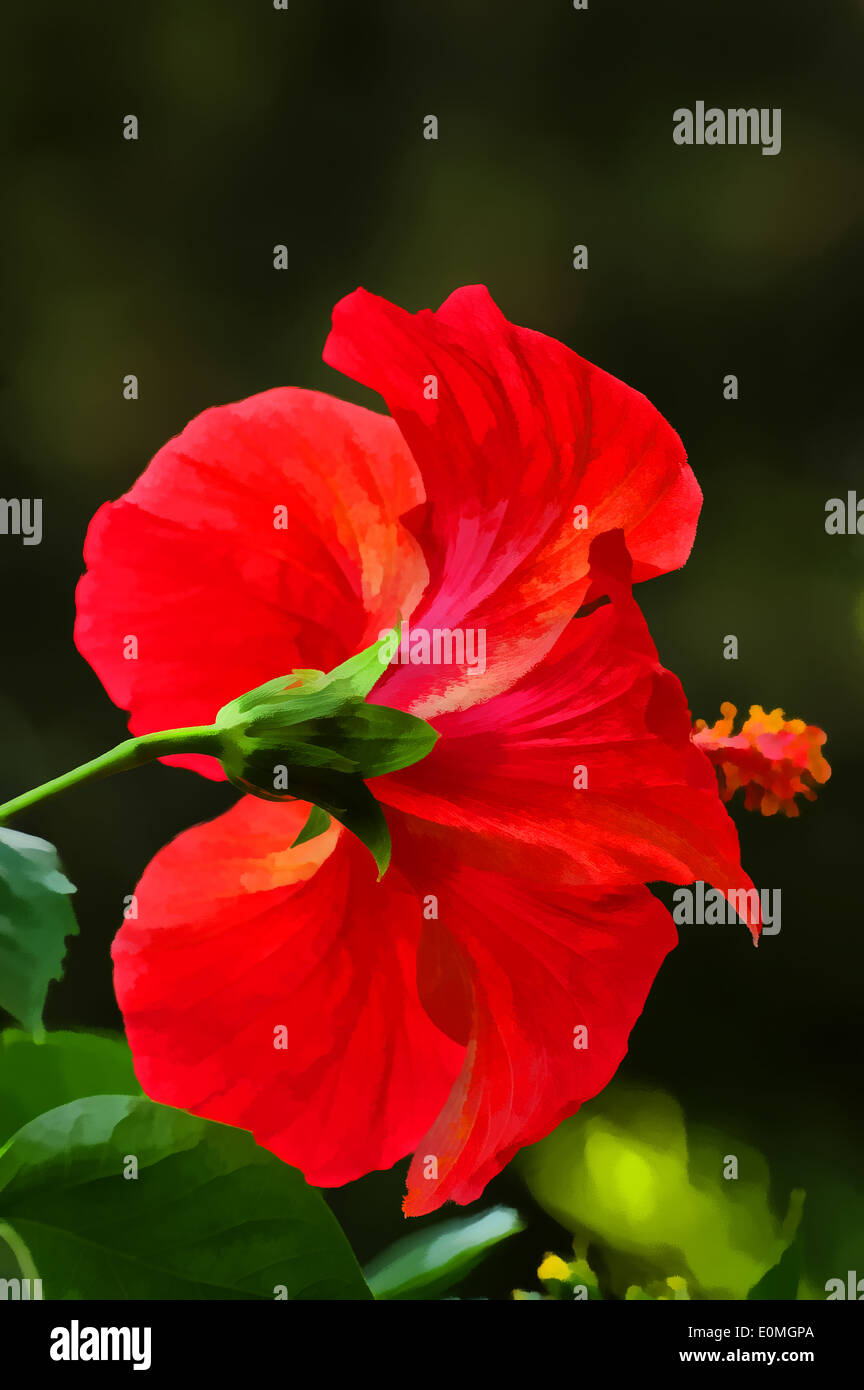 Chinese hibiscus, or Hibiscus (Latin Hibiscus rosasinensis) one of