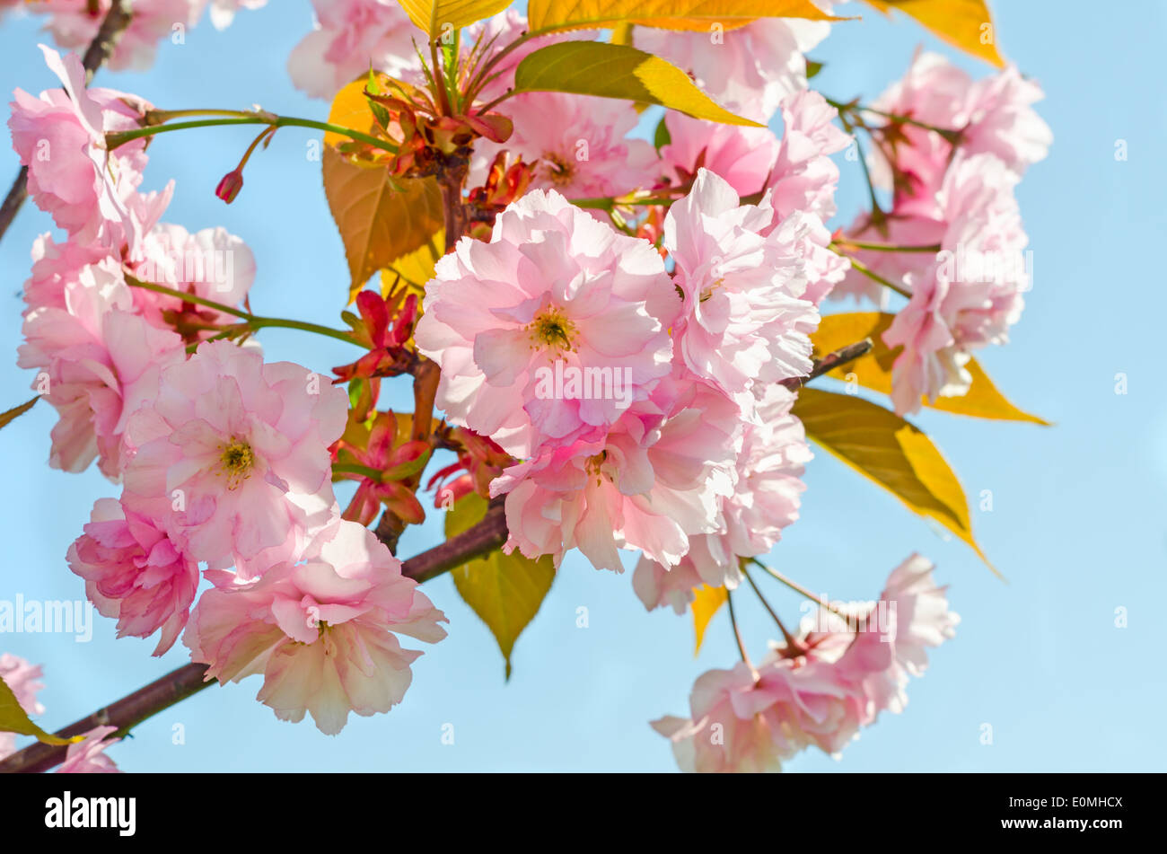 Japanese cherry blossom, sakura flowers on blue sky Stock Photo
