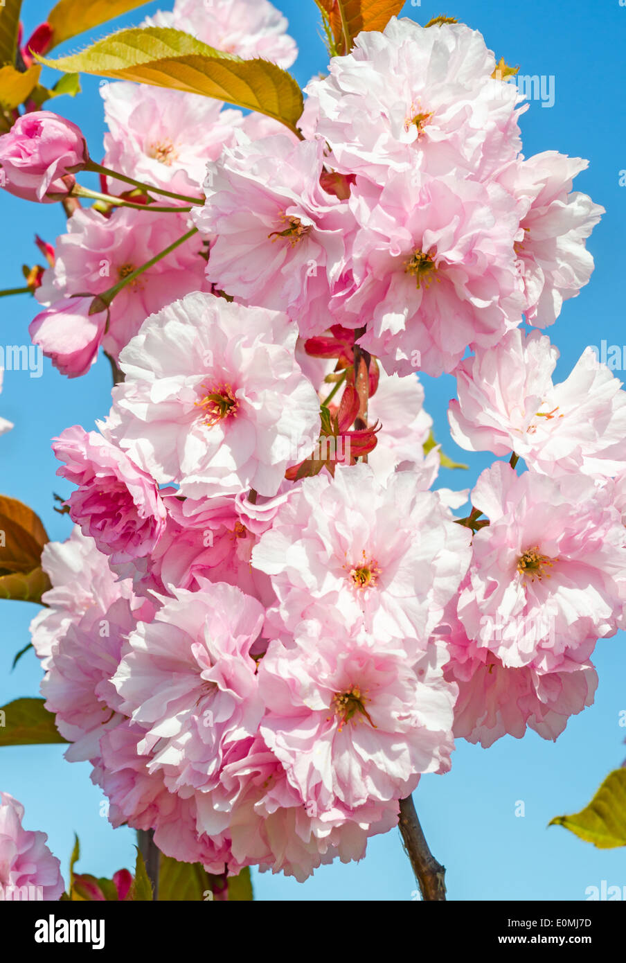 Japanese cherry blossom, sakura flowers on blue sky Stock Photo