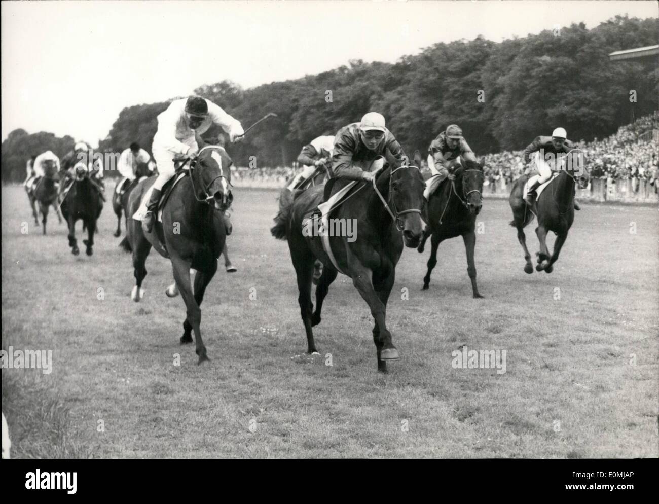 Jun. 06, 1955 - An Outsider Wins Prex De Diane: Finish Of the Prix De Diane, At Chantilly, Won By An Outsider ''Douve'', Followed By ''Picounda' Stock Photo