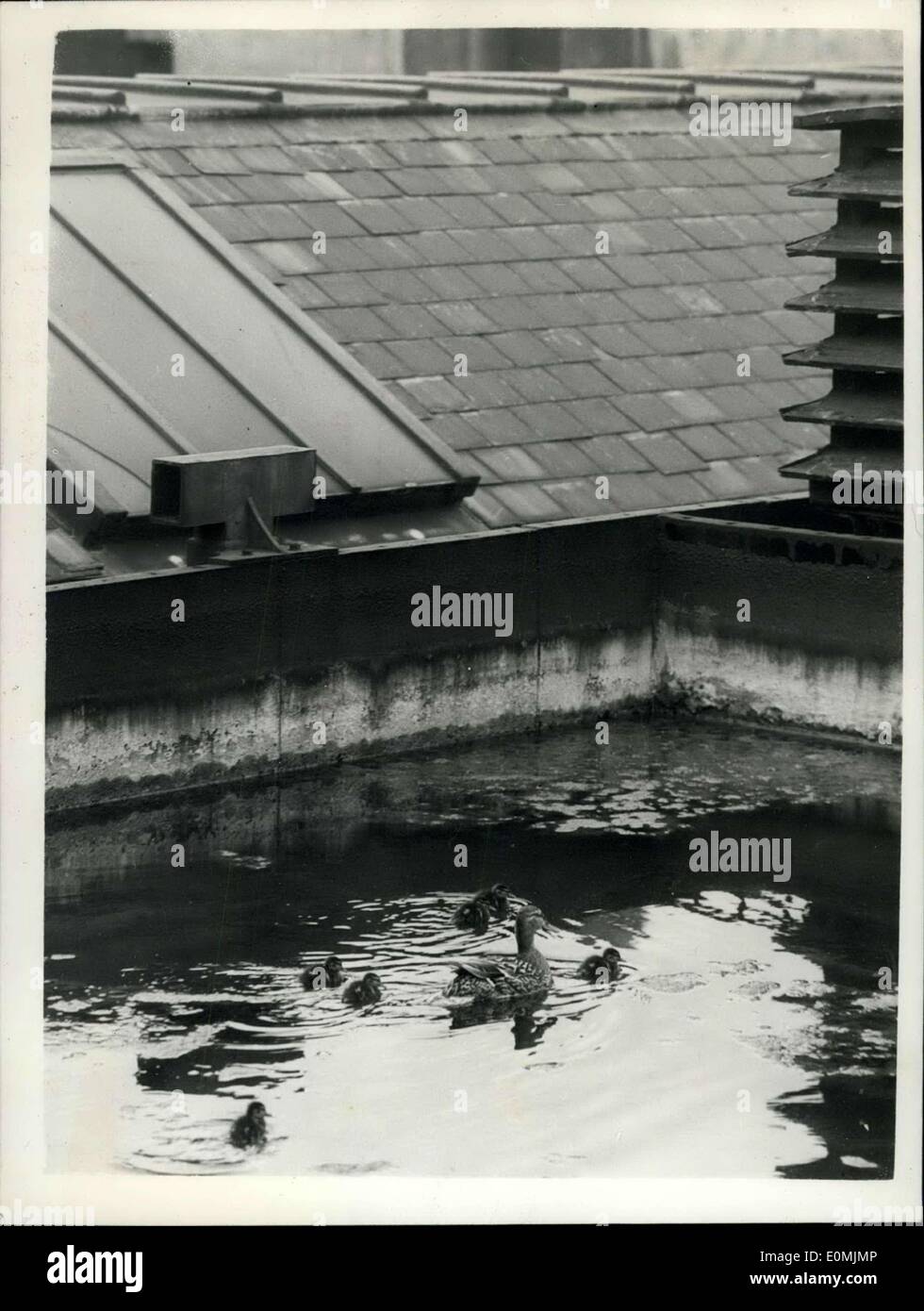 Jun. 15, 1955 - ''Sally'' the duck and her brood make their home in a water tank on a Clearkenwell Distillery: ''Sally'' the duck - with her brood of six duckling just four days old have an unsual home in the form of the water tanks on the roof of a distillery in Clerkenwell. Photo shows ''Sally'' and her ducklings swimming in one of the tanks on the Distillery roof this morning. Stock Photo