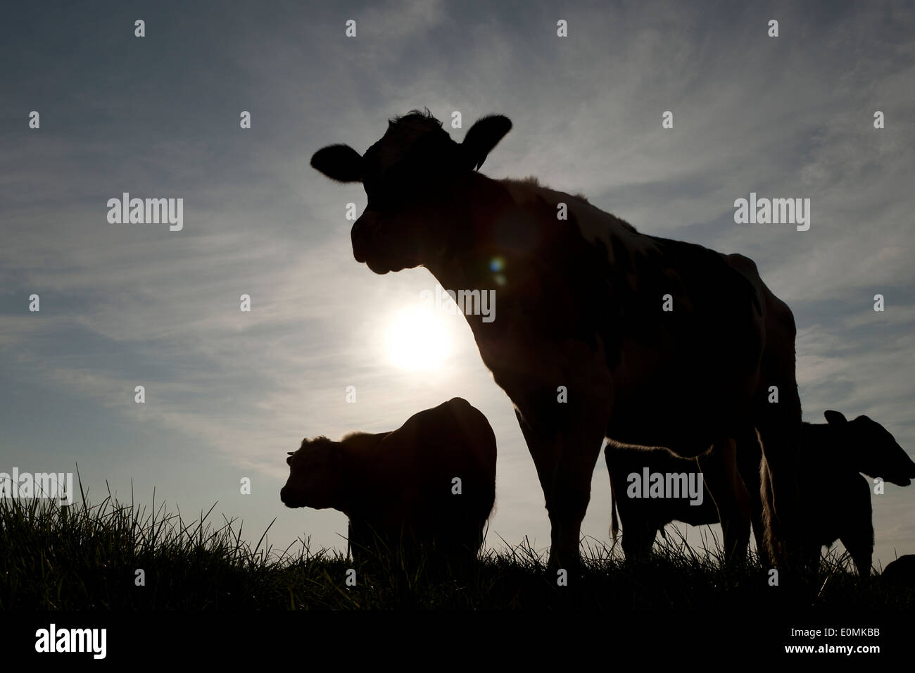 Cows silhouetted against the sky, Lowestoft, Suffolk, United Kingdom. Stock Photo