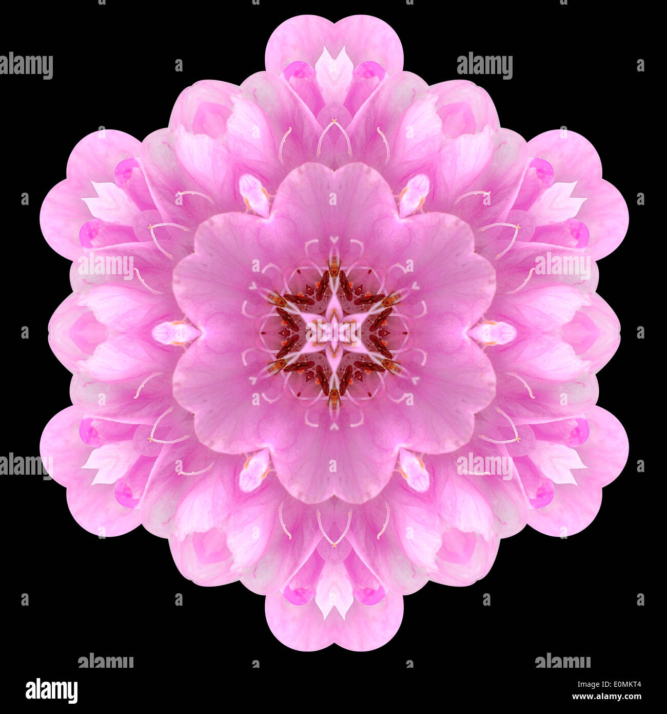 Pink Mandala of Ball DombeyaFlower. Kaleidoscopic design Isolated on Black Background Stock Photo