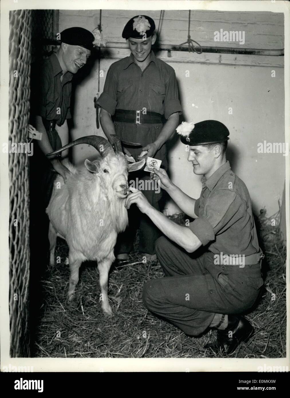 Oct. 10, 1955 - The Battalion goat enjoys cigarettes - for breakfast. The 1st. Battalion of the Royal welsh fusiliers at MooreBarracks, Dortmund, Germany - have a new goat to replace Bill, the ten years old goat who died last November. The new goat prefers a breakfast of cigarettes there than one of grass, etc. Photo shows Billy - the new goat of the 1st. Battalion, Royal Walsh Fusiieers - enjoys his cigarette breakfast at Moore barracks, Dortmund , Germany. Stock Photo