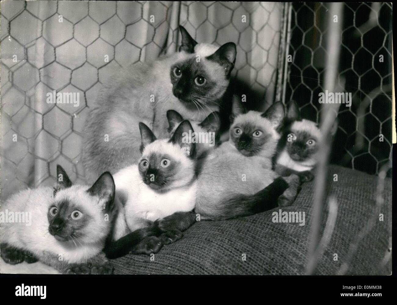 Nov. 11, 1955 - Cat show in Paris. Big Affluence at the Salle Wagram in Paris where was opened this Morning the Yearly cat show Stock Photo