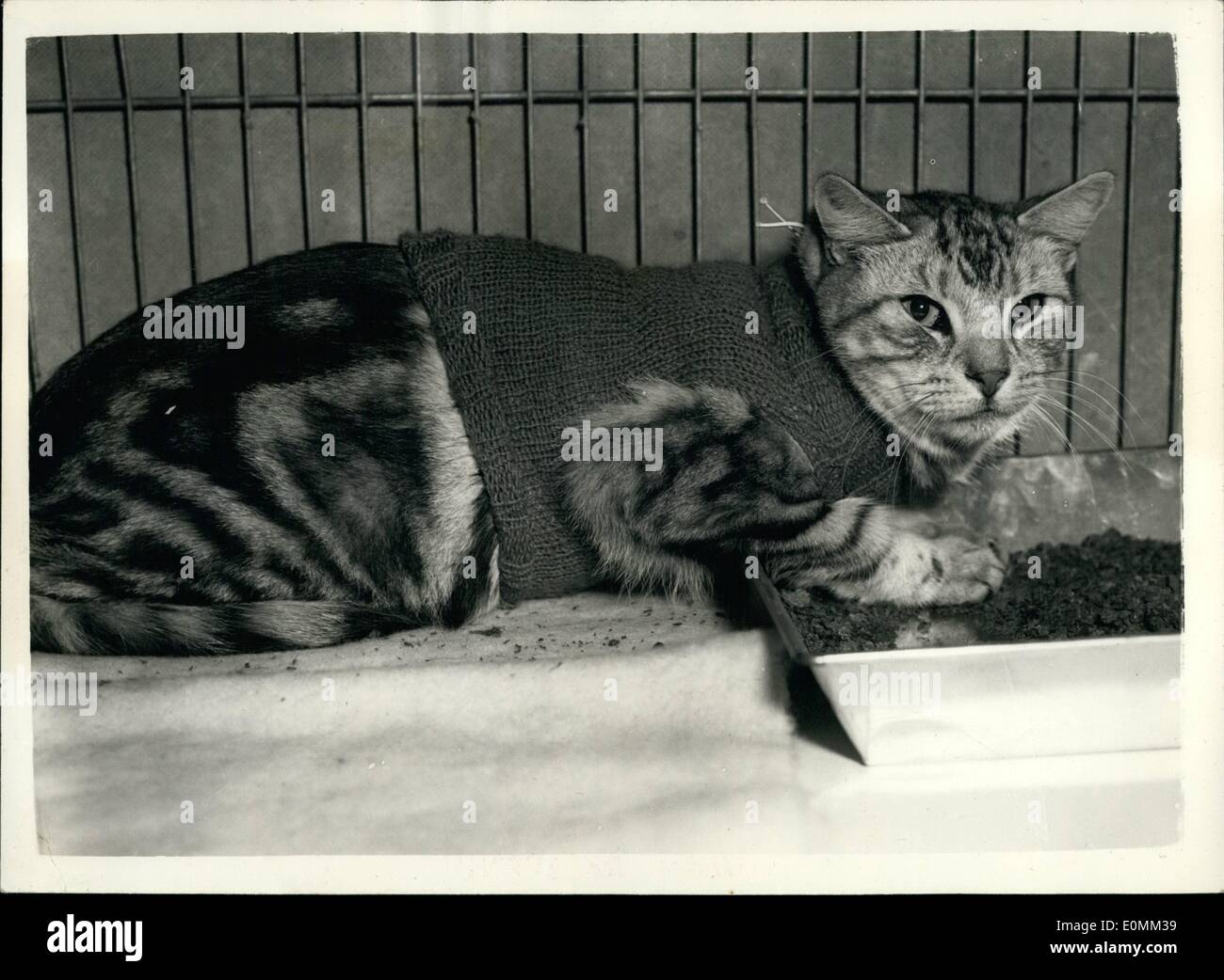 Nov. 11, 1955 - Championship All Breed Show Of The Croydon Cat Club: Photo Shows ''Hillcross Danny Boy'' a Neuter - wears a knitted cardigan - when attending the Championship All - Breed Show of the Croydon Cat Club - at the Royal Horticultural Hall this morning. Stock Photo