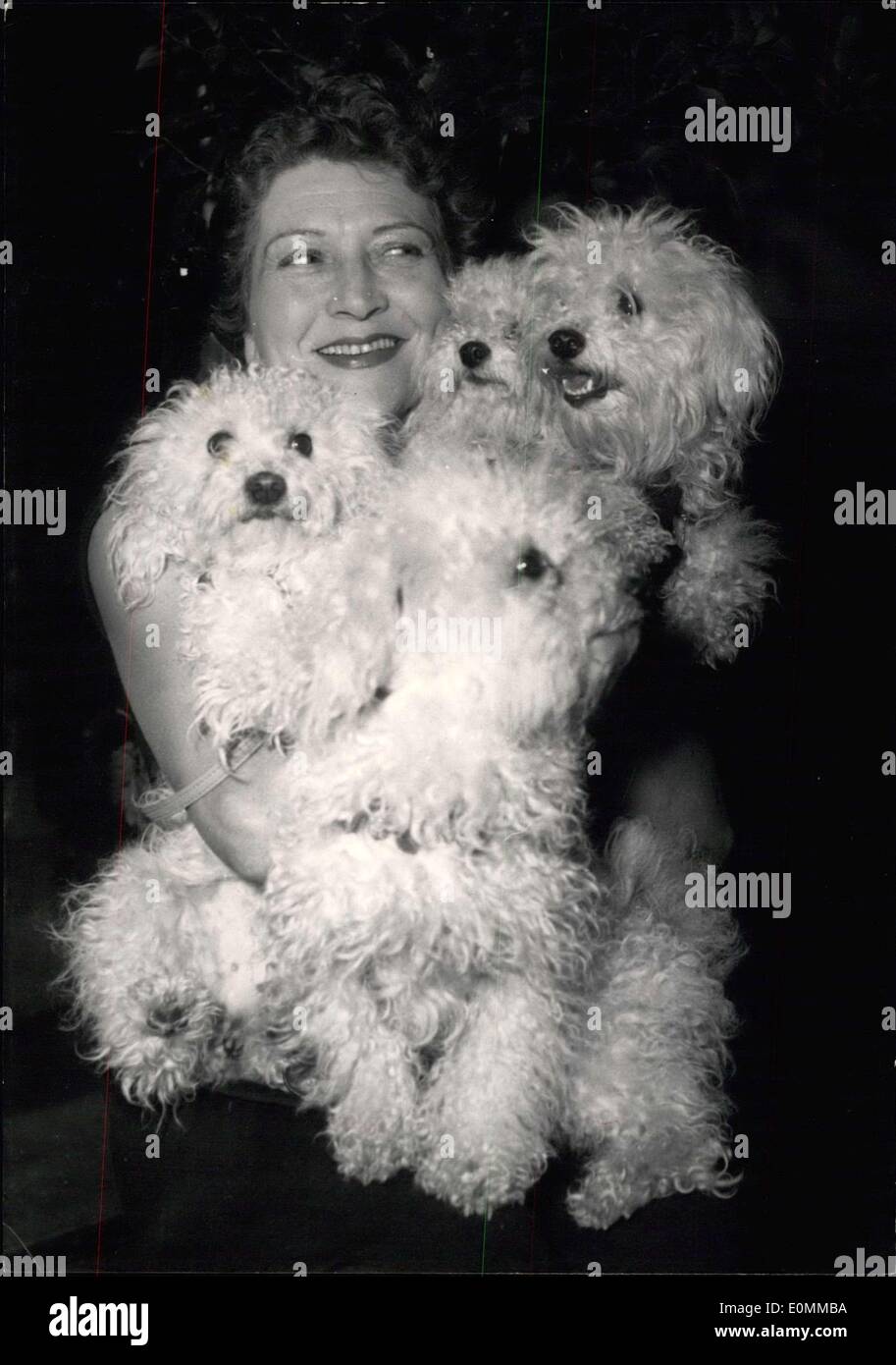 Dec. 03, 1955 Dog Show Opens In Paris A Dog Show Is Now Being Held