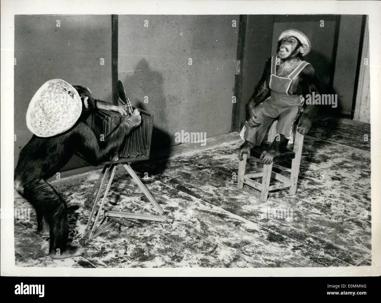 Dec. 12, 1955 - ''Hold That Smile'' -Says Chimp Cameraman: Champion chimp photographer, Billy, who will be appearing this year in Bertram Mills Circus. think he's an ace with a camera. His favorite model is girl-friend Jeanette, who is never tried of dressing up and to pose for him and, here Billy has everything set-flash is at the ready, focus is correct - and all that's wanted now is that big smile. Stock Photo