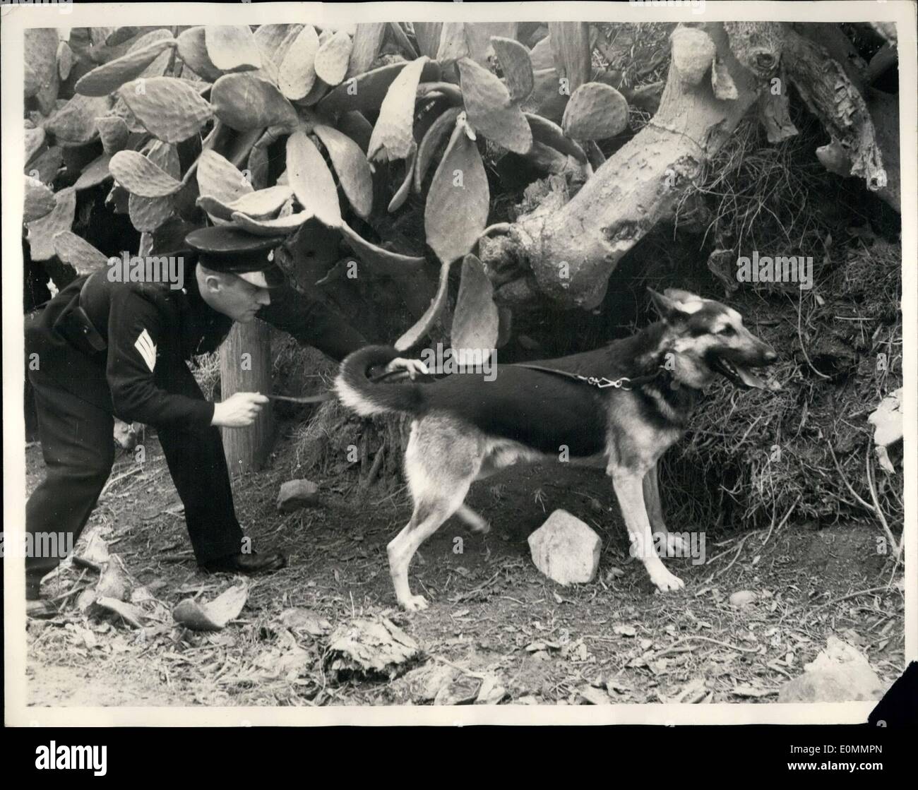 How Do K9 Dogs Track