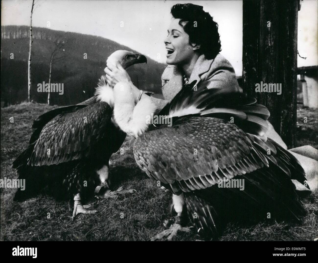 Mar. 03, 1956 - She get used to inter-curse with vultures. Barbara Rutting is starting a new film, called ''Vulture-Wally''. Here she is training with her new colleagues. Stock Photo