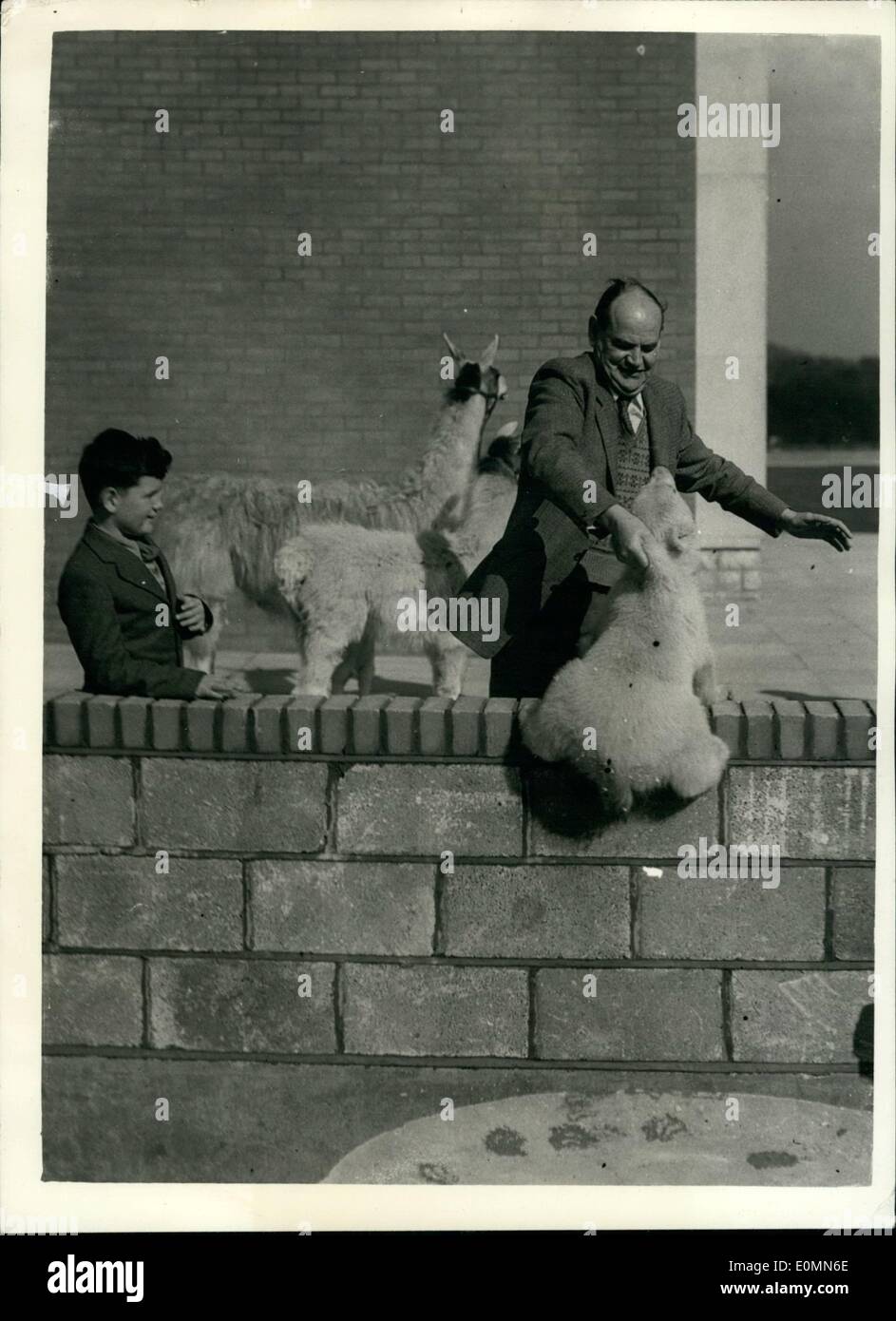 Mar. 03, 1956 - New Baby Bear At Whipsnade Zoo..: Photo shows Mr. E.H. Tong the superintendent stops the new baby bear 14 weeks Stock Photo