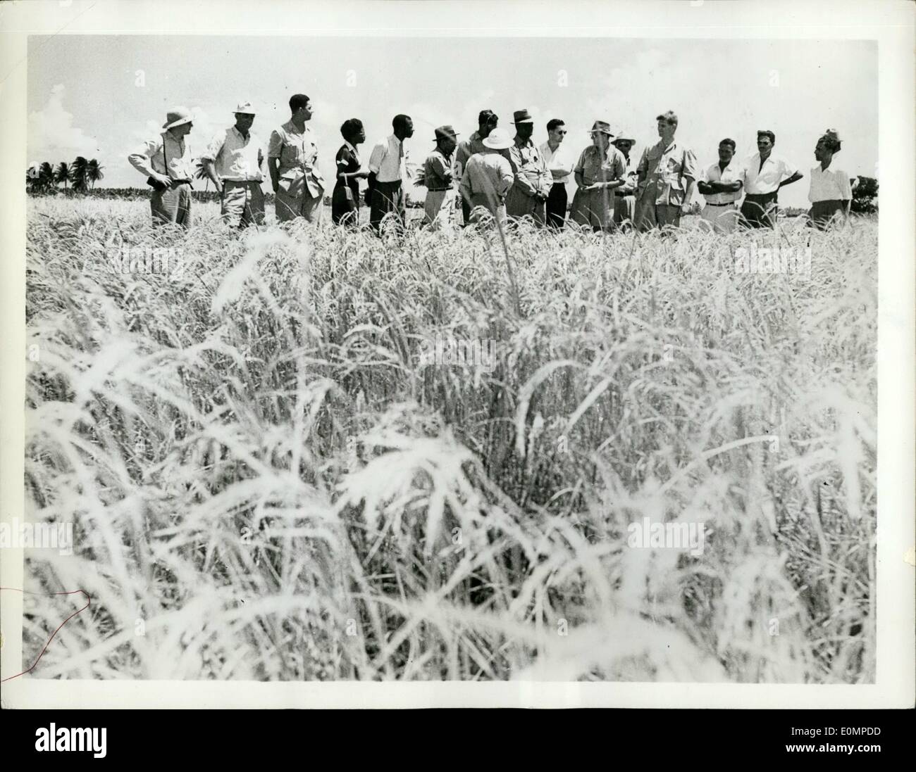 Feb. 02, 1956 - Staple Study: Under a Five Year, 42 million British development plan for British Guiana in South America, authorities are working to increase Production of rice, staple of colony's rapidly growing population, by the introduction of the Modern machinery, drainage, irrigation, cultivation and fertilization. Picture Shows Farmers and British agricultural officers knee-deep in a fire or rice at Cane Grove, British Guiana, inspect the results of the use of fertilizers. Stock Photo