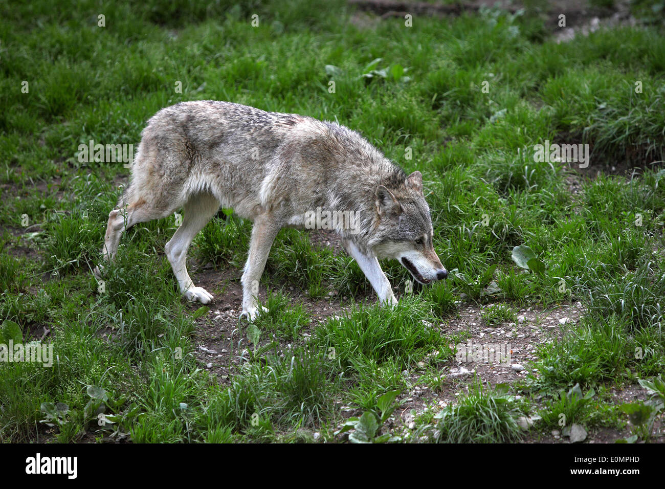 Grey wolf in a deer park Stock Photo
