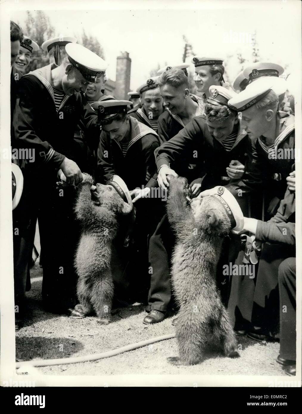 May 24, 1956 - Soviet Merchant Sailors visit the London Zoo.. Make friends with ''Nikki'' and ''Rust'': A party of Russian Merchant Navy Cadets who are on a visit to this country to see how Britain's officers of the future are training-went to the London Zoo to see ''Nikki'' the baby bear which was presented to Princess Anne-by the Soviet Leaders Marshall Bulganin and Mr. Kruschev. Photo shows The scene as the Soviet Cadets make friends with ''Nikki'' and partner ''Rust'' by loaning them sailor hats- at the London Zoo Stock Photo