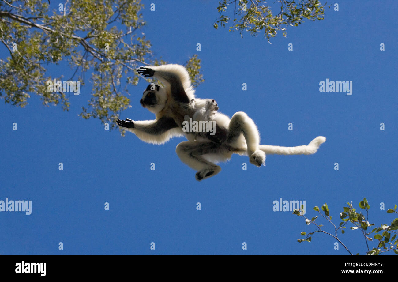 Verreaux's Sifaka with baby leaping from tree to tree, Berenty National Park, Madagascar (Propithecus verreauxi) Stock Photo