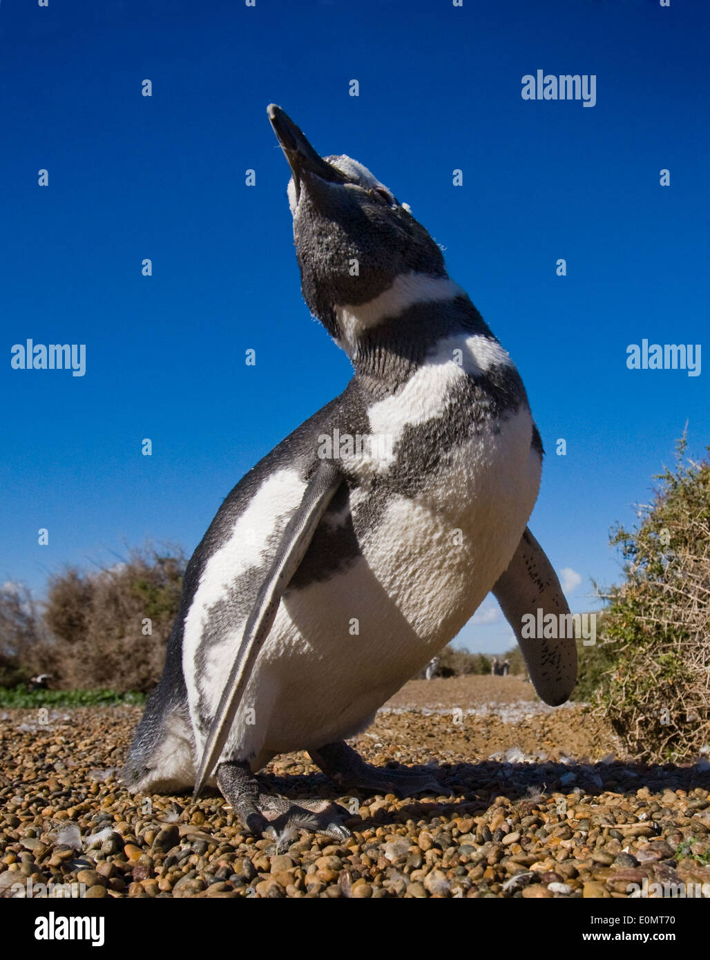 Magellan penguin on the beach, Valdes peninsula, Argentina (Spheniscus magellanicus) Stock Photo