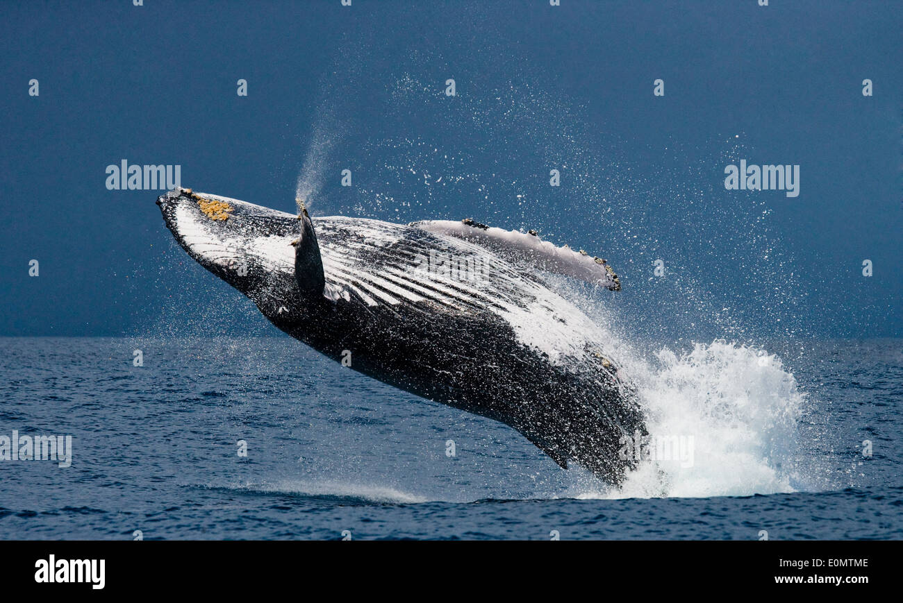 Breaching humpback whale, St. Marie Island, Madagascar (Megaptera novaeangliae) Stock Photo