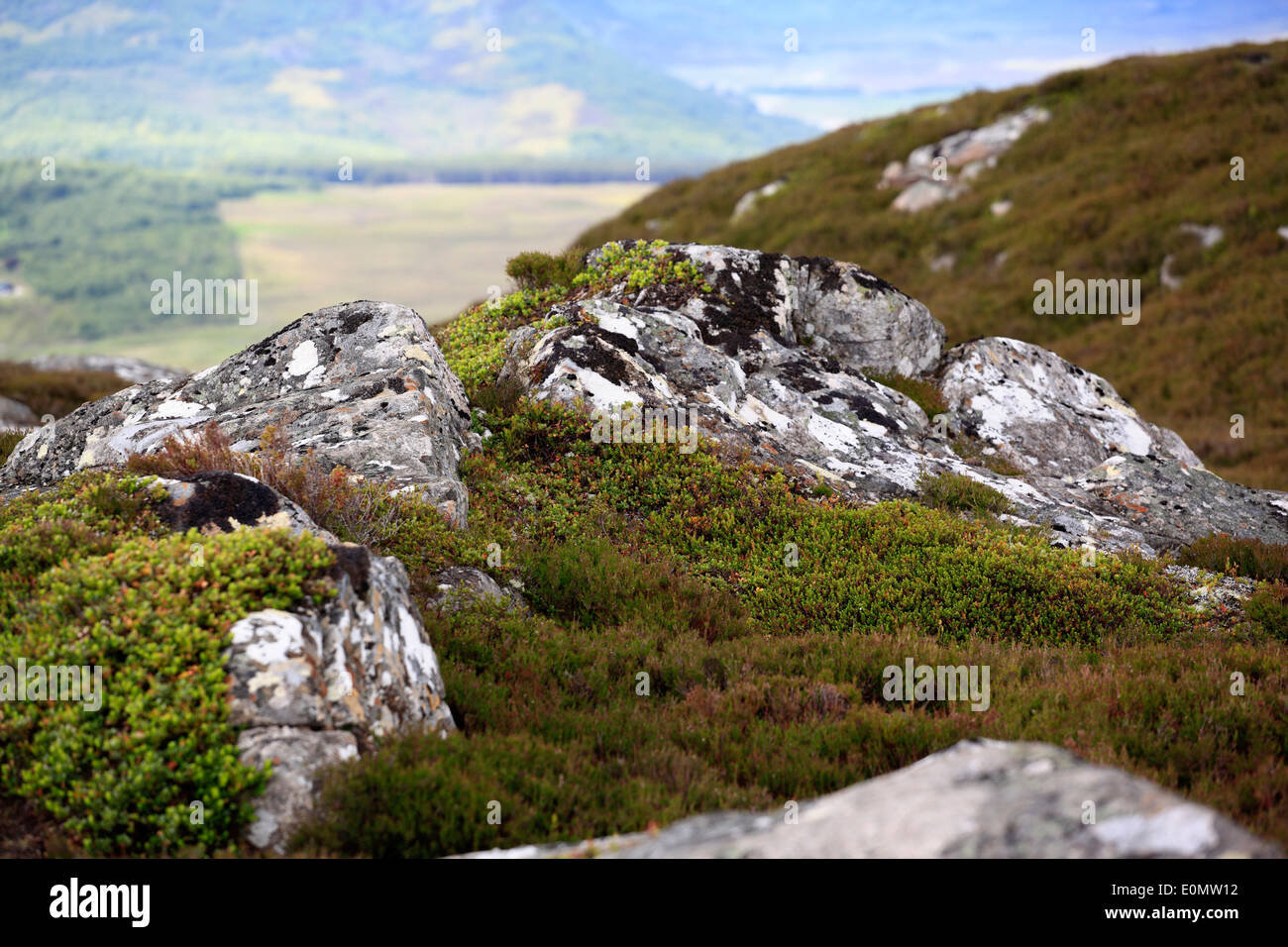 Highland Rocks Rocks and heather on a Highland mountain, Cairngorm's National Park ...