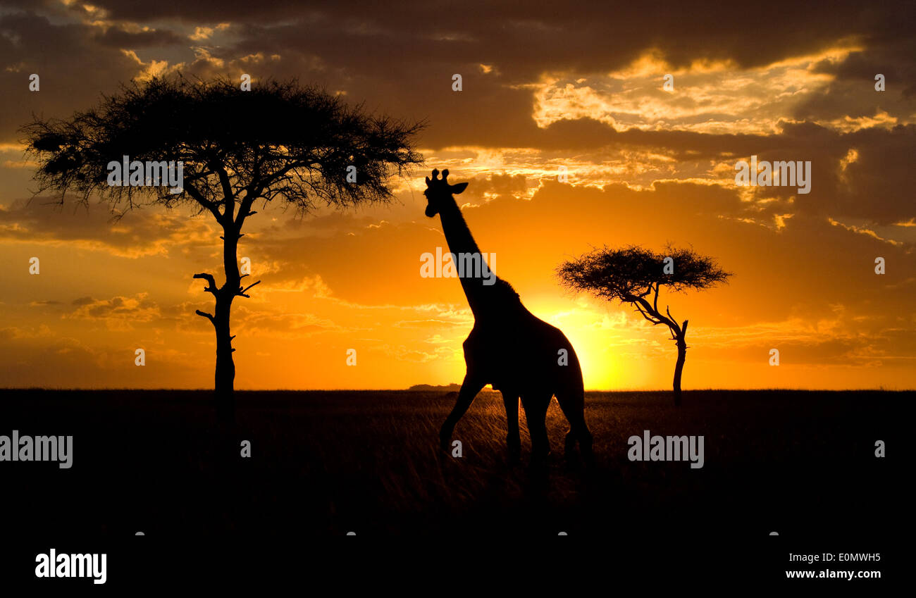 Giraffe at sunset with camelthorn trees, Masai Mara National Park, Kenya (Giraffa Camelopardalis) Stock Photo
